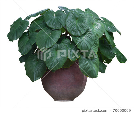 tree in potted plant isolated on white background. for interior design or office furniture, clipping path tree in potted plant isolated on white background. for interior design or office furniture, clipping path 70000009