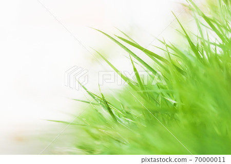 greenery nature grass beautiful background 70000011