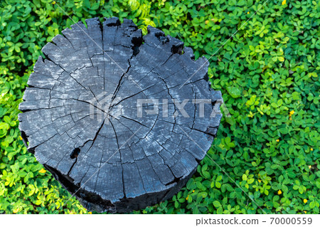 wood crack with green background wood crack with green background 70000559