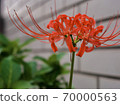 群集孤挺花 70000563