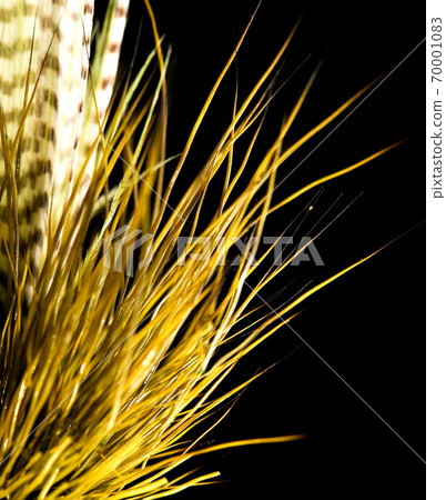 Feathers on the hook for fishing on a black background 70001083