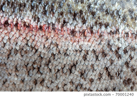 Scales on trout fish as abstract background Scales on trout fish as abstract background 70001240