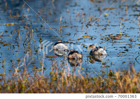 little grebe or Tachybaptus ruficollis family with chicks floating together in natural blue water at keoladeo ghana national park or bharatpur bird sanctuary rajasthan india little grebe or Tachybaptus ruficollis family with chicks floating together in natural blue water at keoladeo ghana national park or bharatpur bird sanctuary rajasthan india 70001363