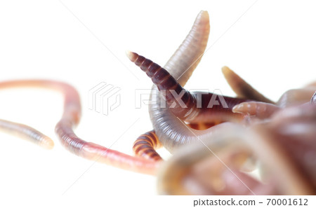 Earthworms isolated on a white Earthworms isolated on a white 70001612