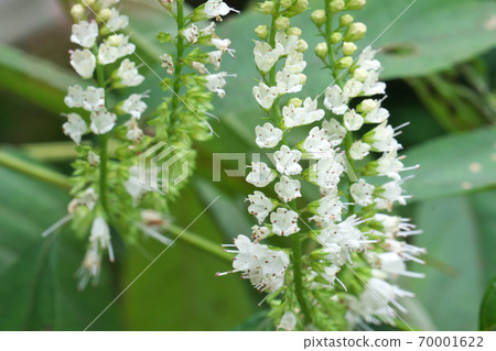 Collinsonia japonica lined with pretty white flowers, taken in September Collinsonia japonica lined with pretty white flowers, taken in September 70001622