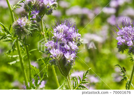 Lacy phacelia flower, blue tansy or purple tansy 70001676