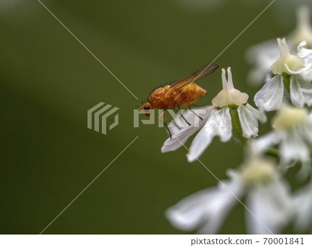 yellow fly isolated on green 70001841
