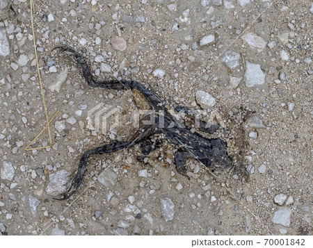frozen dead common mountain frog after winter season frozen dead common mountain frog after winter season 70001842