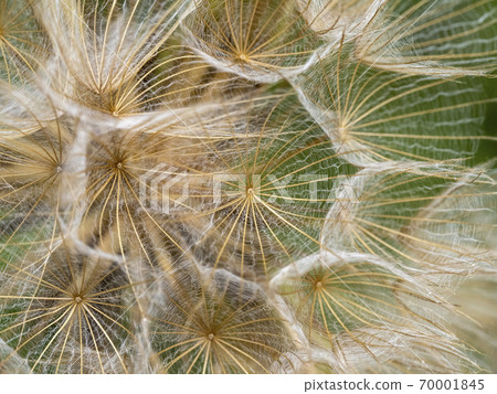 dandelion flower isolated on green dandelion flower isolated on green 70001845