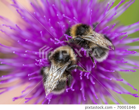 bee on cardoon flower detail close up bee on cardoon flower detail close up 70001846
