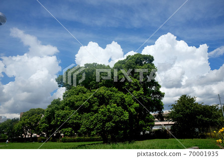 Summer sky / summer clouds / park Summer sky / summer clouds / park 70001935