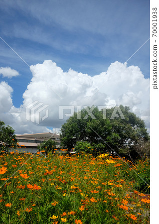 Kibana Cosmos in the summer sky, summer clouds, and parks Kibana Cosmos in the summer sky, summer clouds, and parks 70001938