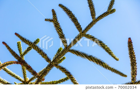 Araucaria araucana grows in the park. 70002034