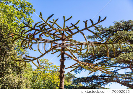 Araucaria araucana grows in the park. 70002035