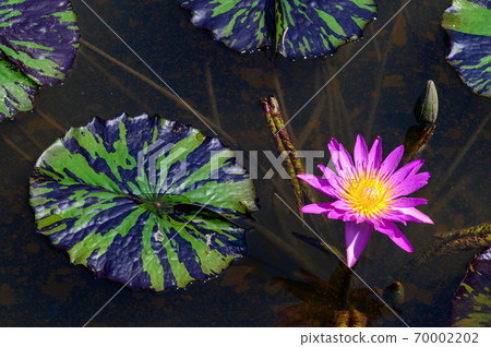 Water lily Water lily 70002202