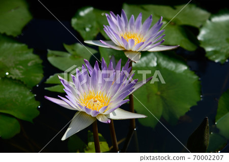 Water lily 70002207