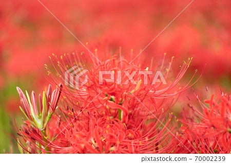 cluster spider lilies growing in clusters 70002239