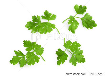 Parsley leaves isolated on white background with clipping path and full depth of field. Top view. Flat lay. Parsley leaves isolated on white background with clipping path and full depth of field. Top view. Flat lay. 70002253