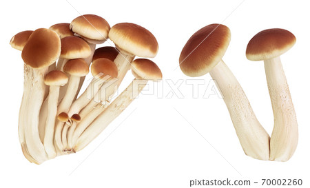 honey fungus mushrooms isolated on white background with clipping path. Top view. Flat lay. 70002260