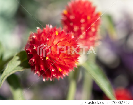 Bright red amaranth flower Bright red amaranth flower 70002702
