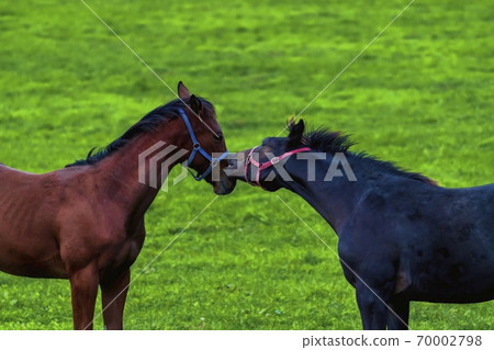 Racehorse ranch at dusk Image of foal (year-old horse) grazing at night Hokkaido Racehorse ranch at dusk Image of foal (year-old horse) grazing at night Hokkaido 70002798