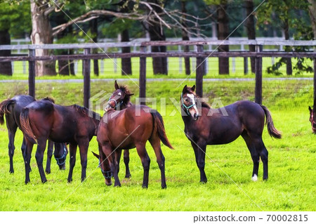 Racehorse ranch at dusk Image of foal (year-old horse) grazing at night Hokkaido Racehorse ranch at dusk Image of foal (year-old horse) grazing at night Hokkaido 70002815