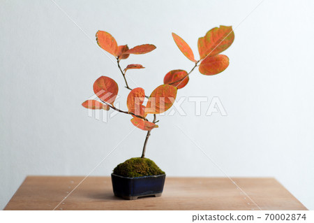 秋天柿子盆景秋天 70002874