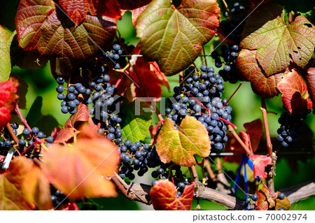 Vineyard Vineyard 70002974