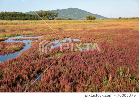 Kimuaneppu Cape Coral Grass Community (Tokoro-cho, Hokkaido) 70003379