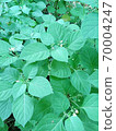 綠葉 70004247