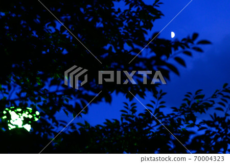 晚上視圖樹剪影 晚上視圖樹剪影 70004323
