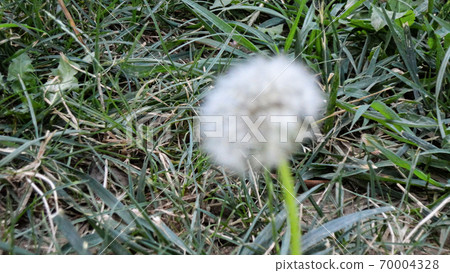 White dandelion flower and seeds in natural background 70004328