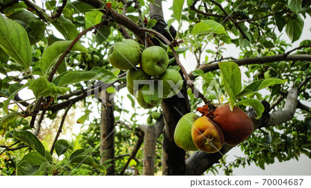 Fresh organic green apples hanging from the tree branch at the