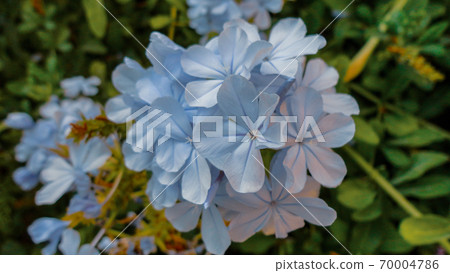 Purple bougainvillea flower isolated on natural green background Purple bougainvillea flower isolated on natural green background 70004786