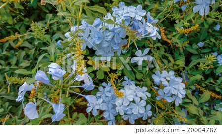 Purple bougainvillea flower isolated on natural green background Purple bougainvillea flower isolated on natural green background 70004787