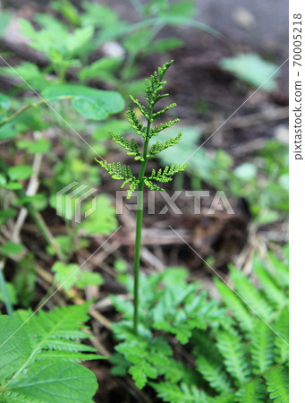 野生Kanwarabi(冷warabi) 野生Kanwarabi(冷warabi) 70005218