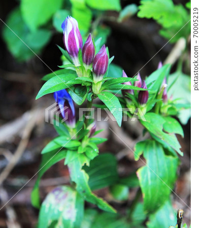 狂野的Ezo Lindou 狂野的Ezo Lindou 70005219