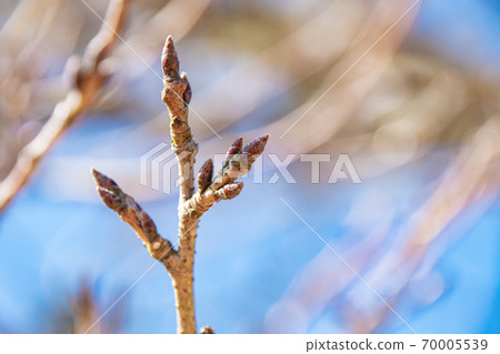 Cherry tree flower buds and blue sky close-up Cherry tree flower buds and blue sky close-up 70005539