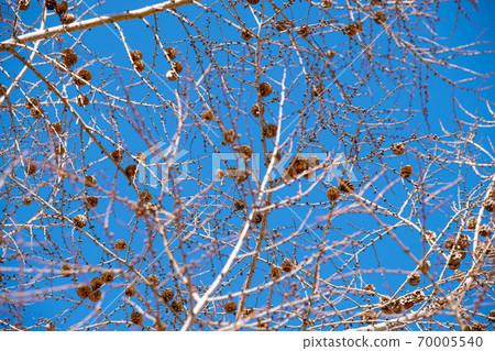 Larch pine cone and blue sky 70005540