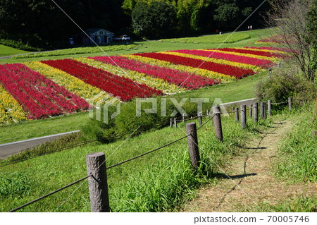 September 24 Namegawa Town Feather Gateou (Amaranthaceae) Flower field / National Musashi Hill Forest Park September 24 Namegawa Town Feather Gateou (Amaranthaceae) Flower field / National Musashi Hill Forest Park 70005746