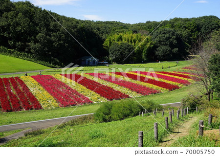 9月20日：羽毛蓋頭（Hiyu家族）花場/國立武藏山森林公園 70005750