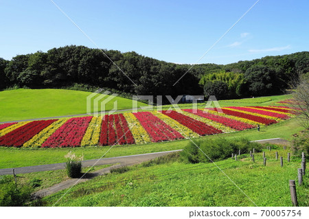 9月16日：羽毛蓋特（Hiyu Family）花場/國立武藏山森林公園 70005754