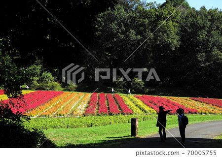 September Namegawa Town 15 Feather Gateau (Amaranthaceae) Flower Field / National Musashi Hill Forest Park September Namegawa Town 15 Feather Gateau (Amaranthaceae) Flower Field / National Musashi Hill Forest Park 70005755