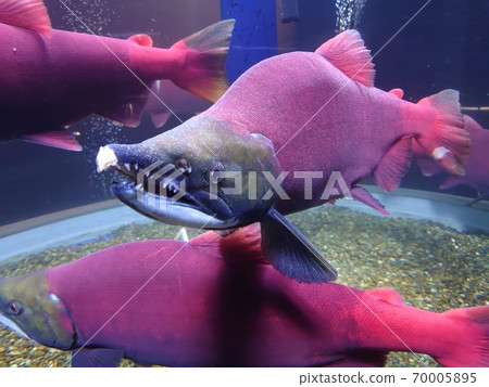鮮紅色染成紅色的鮭魚的婚姻顏色 70005895