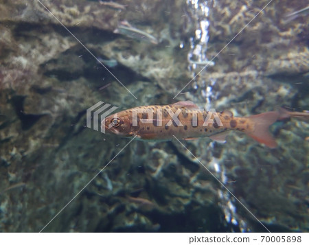 可愛的Yamame還是鮭魚伴侶 可愛的Yamame還是鮭魚伴侶 70005898