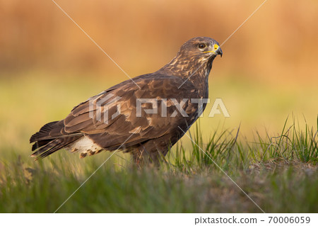 Majestic common buzzard sitting on the ground in autumn. Majestic common buzzard sitting on the ground in autumn. 70006059