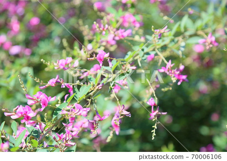 Hagi flower Hagi flower 70006106