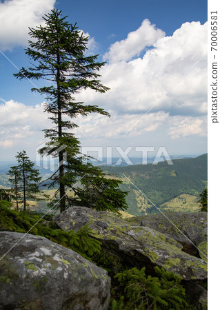 Beautiful mountain landscape with spruce in the foreground 70006581