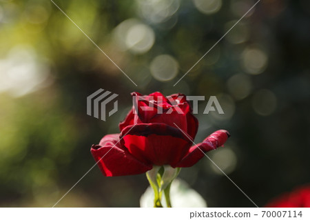Arao City Ominous Citizen Flower Bed Rose Flower, Arao City Ominous Citizen Flower Bed Rose Flower, 70007114