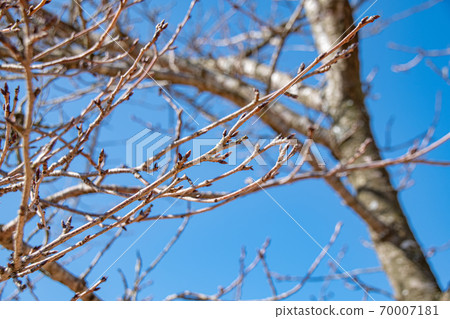 櫻桃樹的花蕾和藍藍的天空 櫻桃樹的花蕾和藍藍的天空 70007181